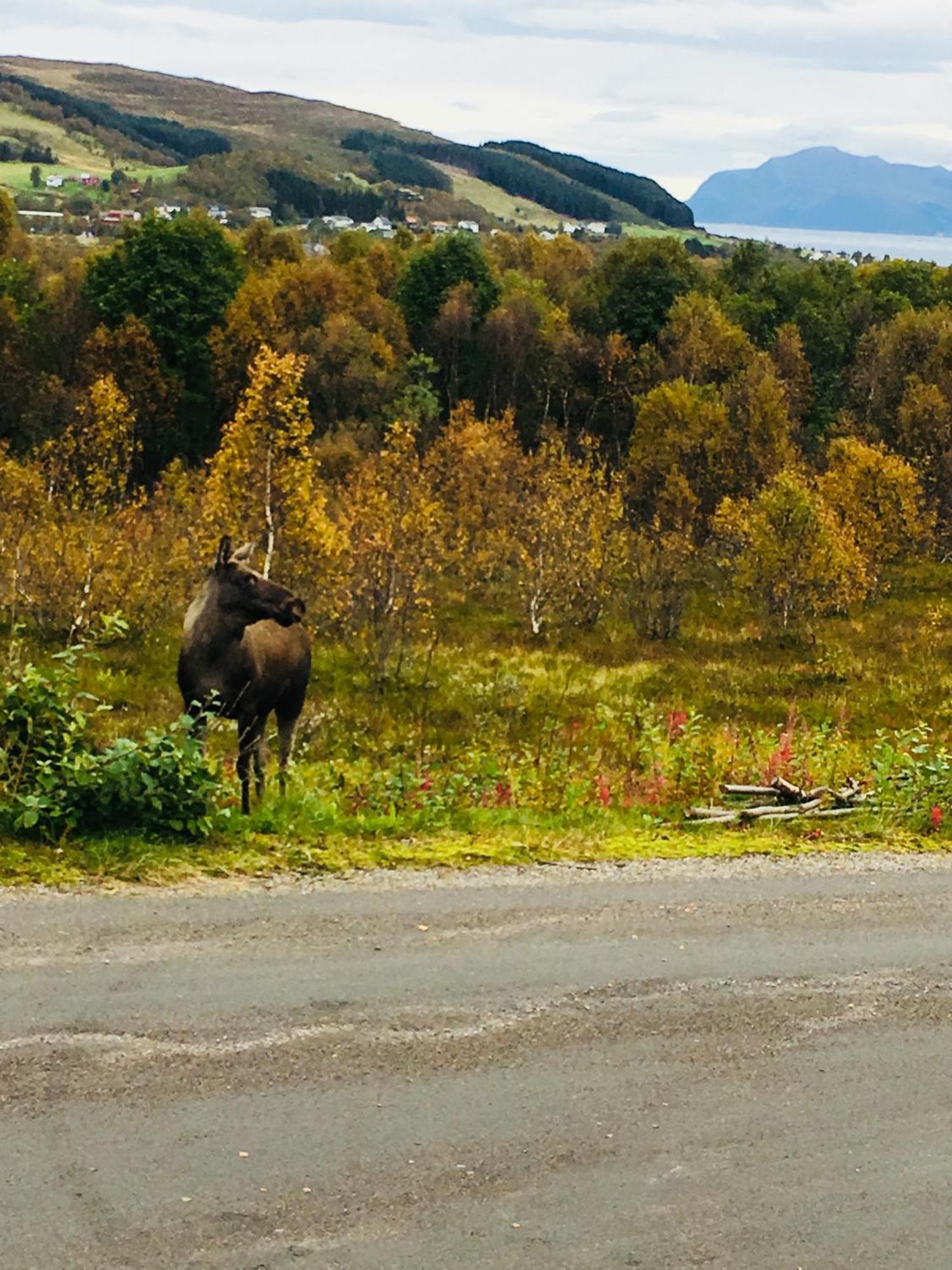 Sortland Camping Og Motell As Exterior foto